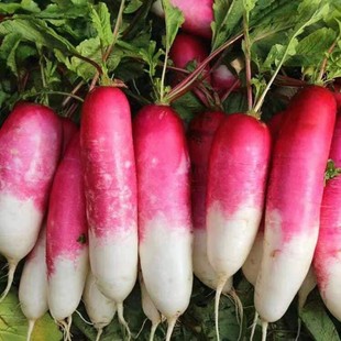 半身红萝卜种子甜脆水果罗卜种籽红皮水萝卜红萝卜四季播种蔬菜J