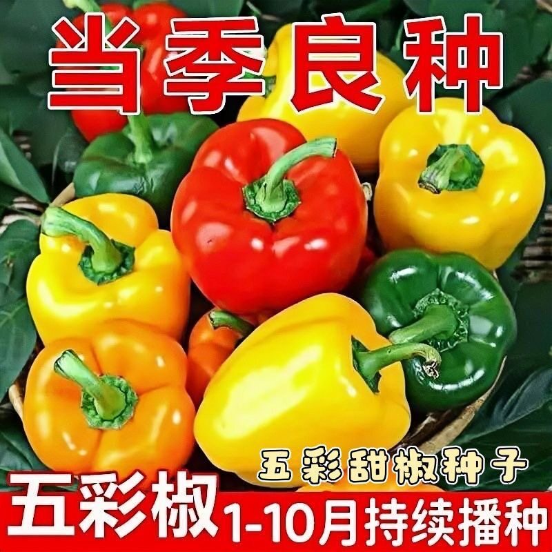 五彩甜椒种子水果菜椒不辣辣椒种籽四季庭院菜园阳台盆栽可留种籽图片