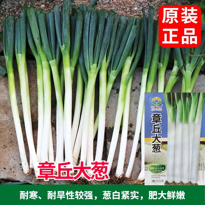 章丘大葱种子高产耐寒长白条