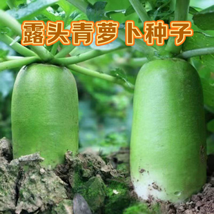 露头青萝卜种子高产抗病多季播种大田高产蔬菜早熟大青萝卜种籽