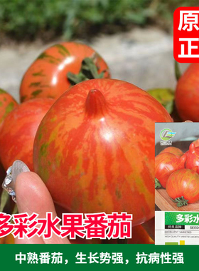多彩番茄种子高产稳产 五彩番茄种子多彩柿子圣女果春夏季播种
