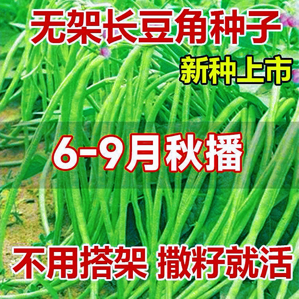 无架长豆角种子懒人豆角种籽