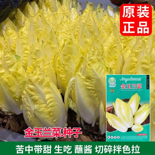 金玉兰菜种子一年四季多年生黄菊苣种子籽阳台盆栽白玉兰菜种籽