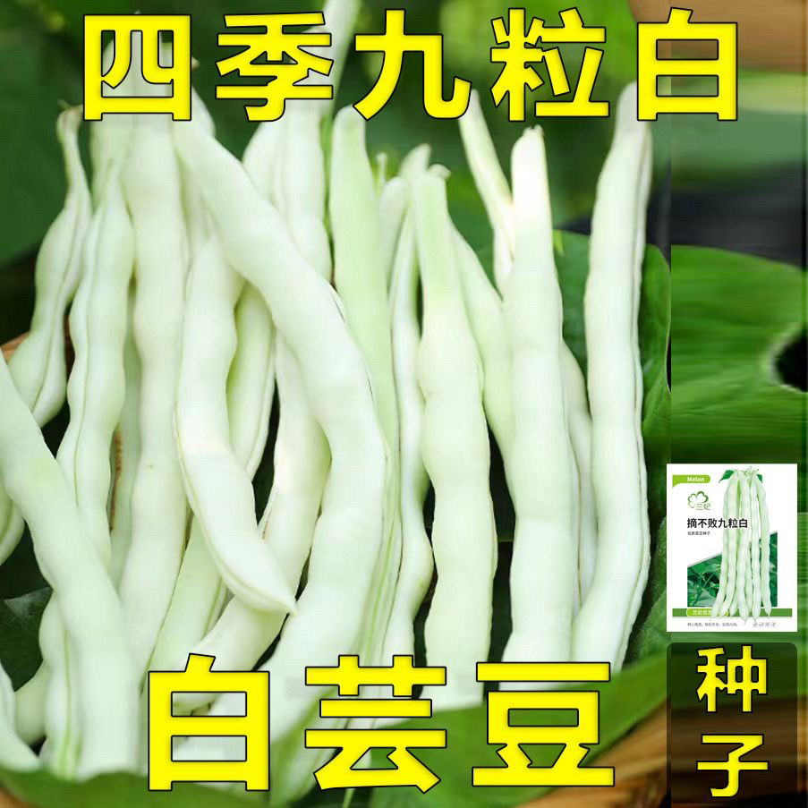 特级九粒白芸豆白不老芸豆种子豆角种籽孑早熟高产春秋季四季豆角