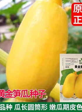 正宗黄皮笋瓜种子老品种早熟高产特色肉质细腻春季秋季黄笋瓜种子