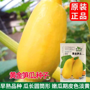 正宗黄皮笋瓜种子老品种早熟高产特色肉质细腻春季秋季黄笋瓜种子