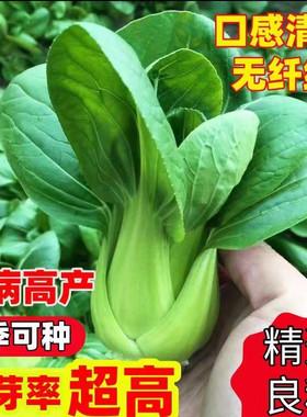 四月慢小白菜种子四季青菜四月慢蔓菜种子四季阳台菜园蔬菜种子籽