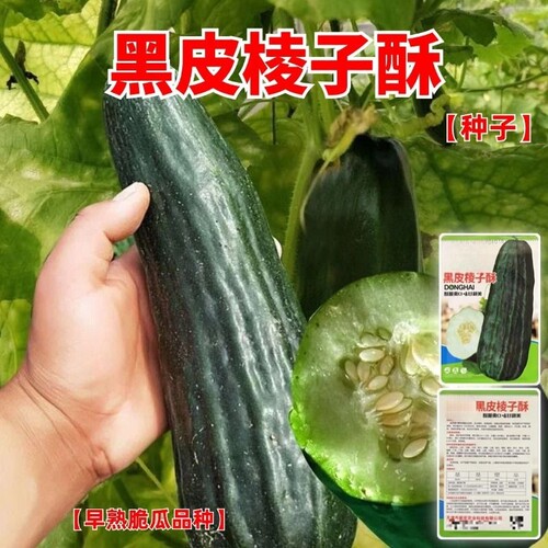 黑皮棱子酥种子酥瓜脆瓜超大菜瓜籽生吃腌菜凉拌大棚蔬菜水果种子