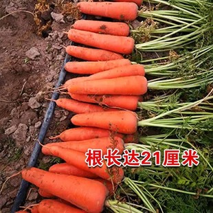 黑田五寸参胡萝卜种子高产红胡萝卜种籽萝卜籽夏秋季播蔬菜种孑