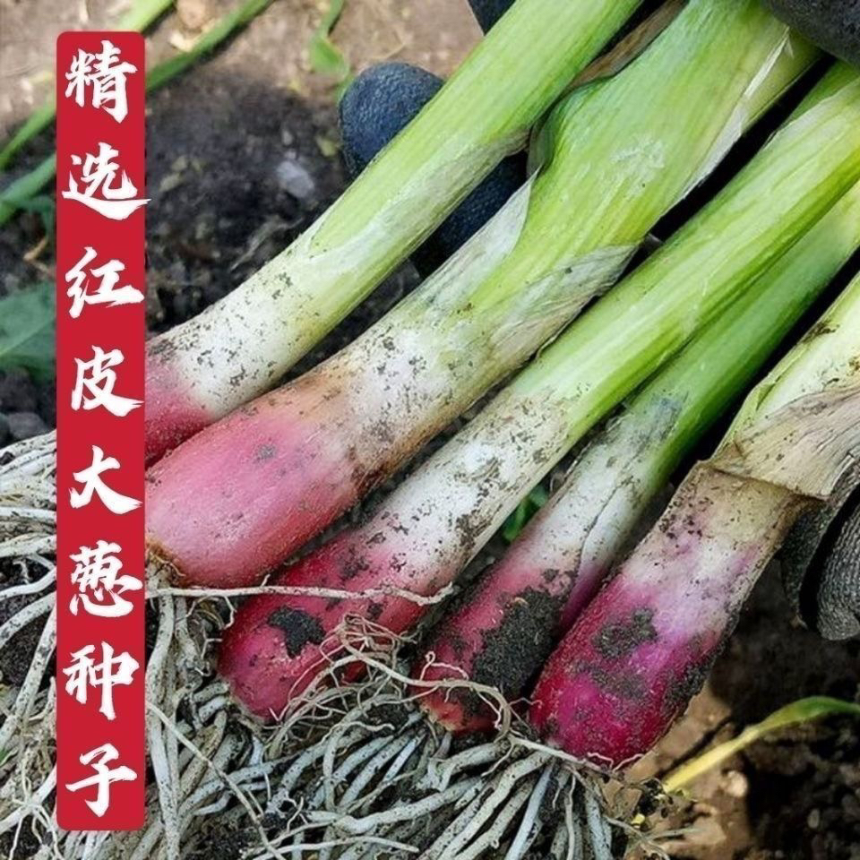 红皮大葱种子葱籽 东北高产抗病耐寒耐储藏春秋播农家蔬菜种子籽