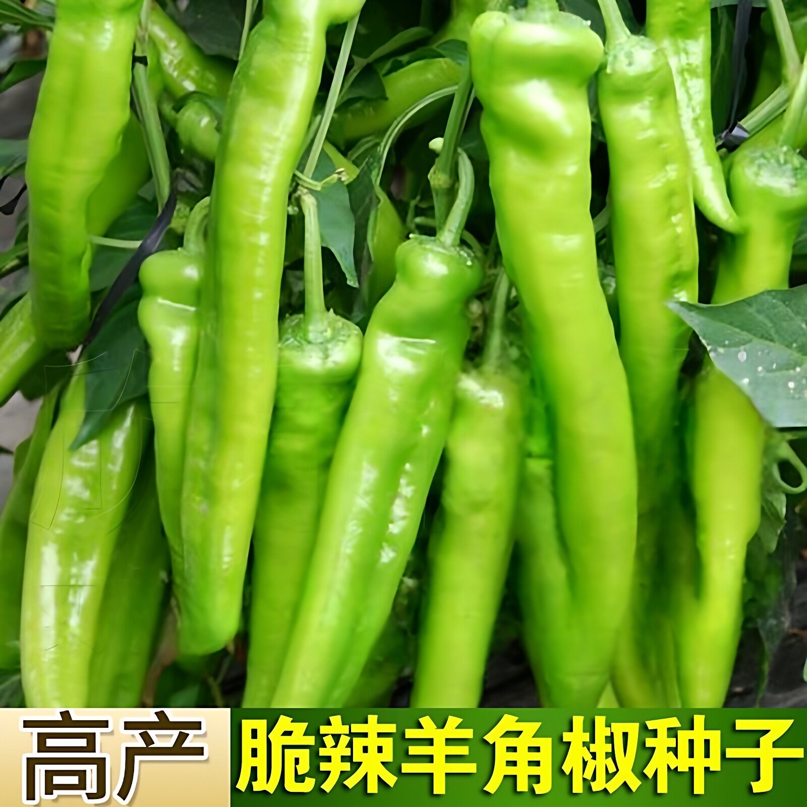 可生吃羊角椒种子大果羊角青椒尖椒辣椒种籽微辣不辣新品种春季种图片