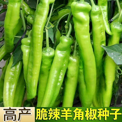 可生吃羊角椒种子大果羊角青椒尖椒辣椒种籽微辣不辣新品种春季种