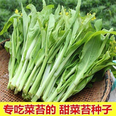 早熟白菜苔种子白菜苔芯种籽四季播菜薹大田农家阳台盆栽蔬菜种孑