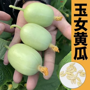 拇指黄瓜种子金童玉女迷你水果小黄瓜种籽四季秋阳台盆栽四季菜种