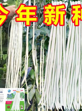 长豆角种子三尺白玉豇豆特长白杜豇爬藤高产搭架春夏秋蔬菜种子