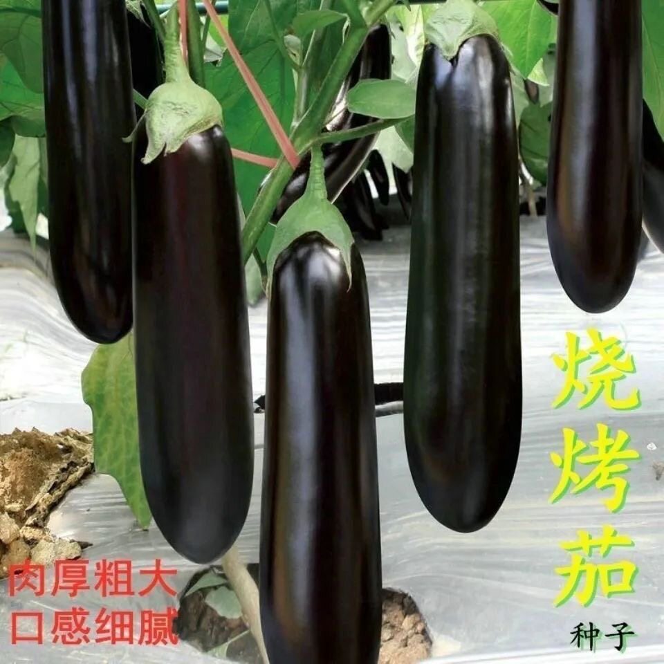 烧烤茄种子黑皮粗棒紫黑墨黑长茄种子烧烤茄子大田抗病高产菜种子