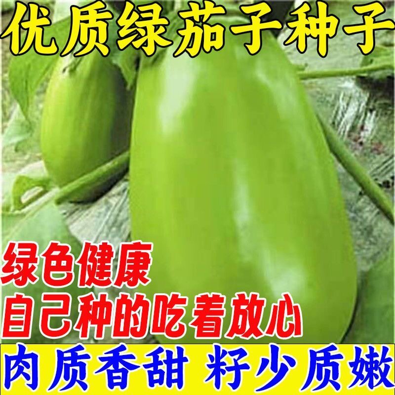 绿茄子种子 西安绿茄种子绿皮茄子 春夏季播种高产量早熟蔬菜籽