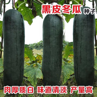 广东黑皮冬瓜种籽种子特大型春秋四季蔬菜种孑高产阳台菜园蔬菜籽