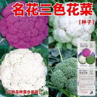 名花三色花菜种子混搭熟西兰花紫花菜白椰菜蔬菜春秋冬小院菜种子