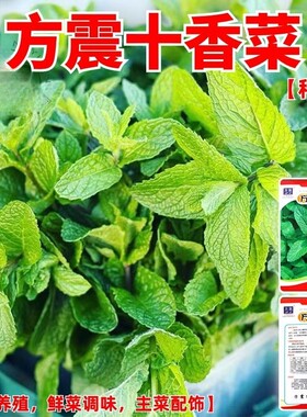 方震十香菜种子河南十香菜籽食用鱼香草四季盆栽农家蔬菜莱孑菜籽