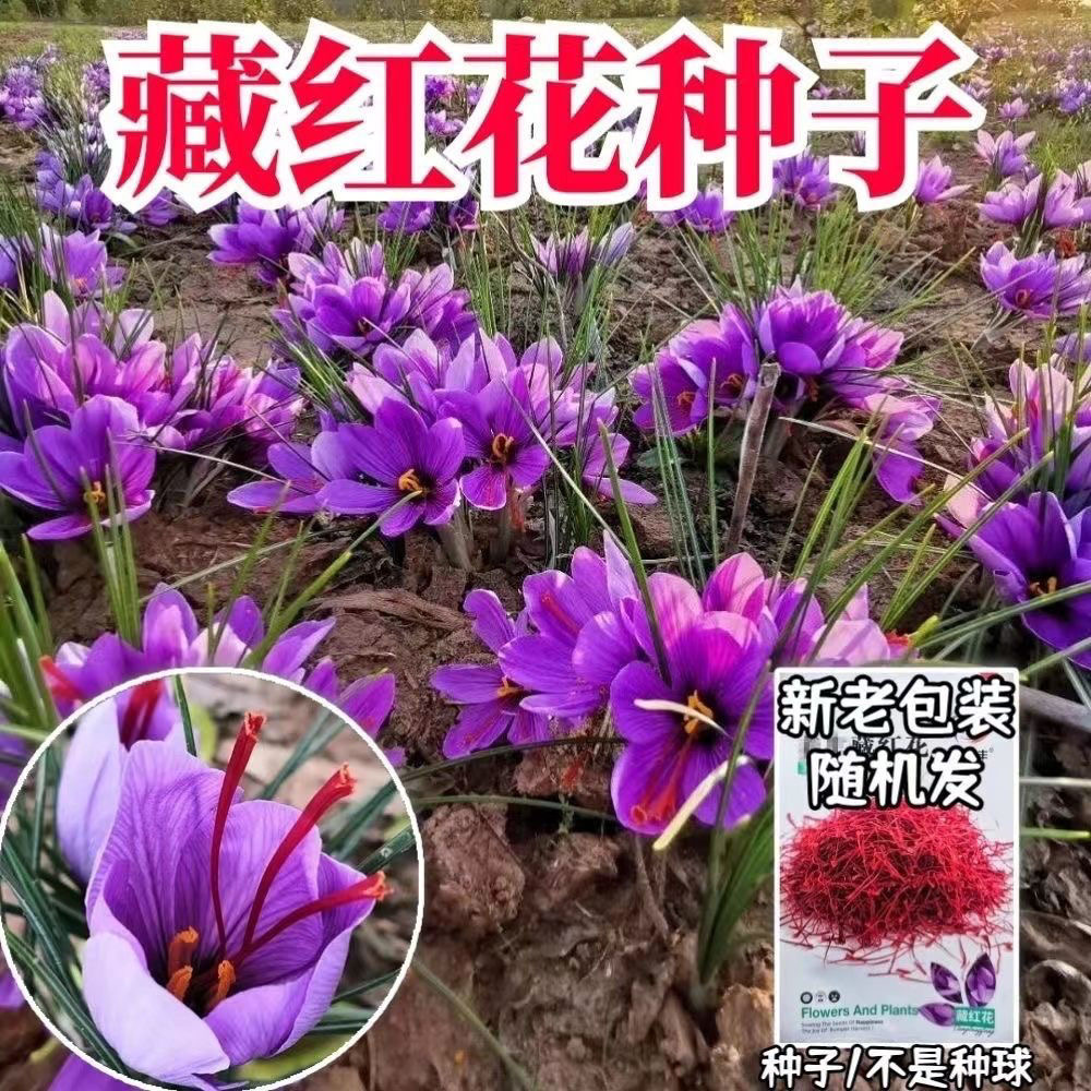 【新品上店】藏红花种子红花种子红花西藏藏红花种盆栽藏红花种子
