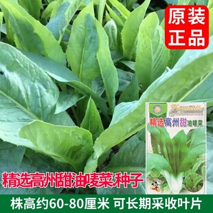 高州甜麦菜种子甜唛菜油麦菜甜麻菜种籽四季易种大棚露天苦麦菜籽
