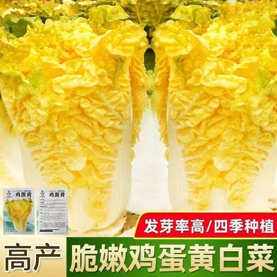 鸡蛋黄白菜种子抗病高产