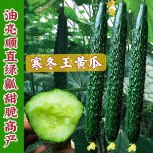 寒冬王黄瓜种子爬满地种籽孑四季播春秋蔬菜盆栽节节瓜水果阳台