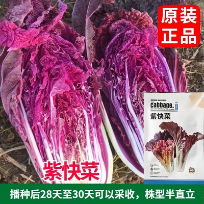 紫快菜种子紫红色奶油小白菜四季盆栽易种春秋农家菜园蔬菜种籽