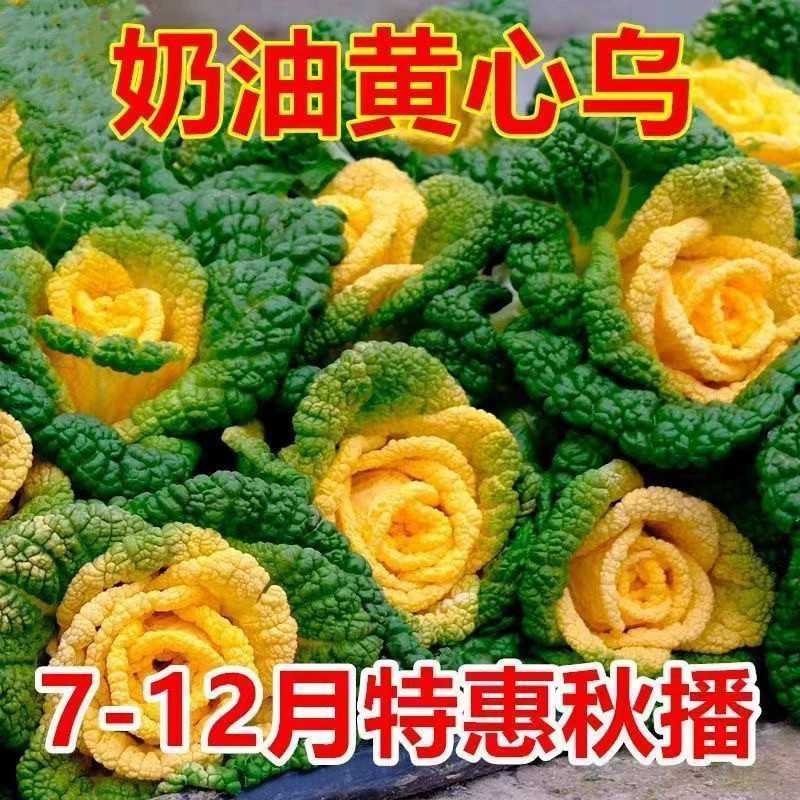 奶油黄心乌塌菜黄玫瑰雪里金花四季耐寒黄心菜菊花心菜秋冬季蔬菜