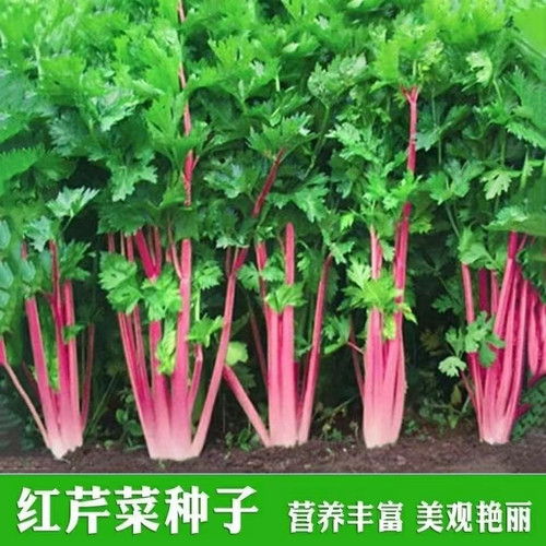 紫玉香芹种子红芹菜种籽