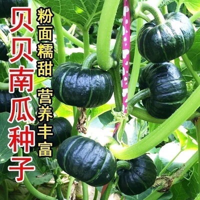 板栗贝贝南瓜籽春秋四季绿面瓜板栗味粉糯香甜栗小南瓜窝瓜籽