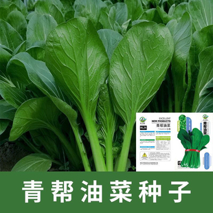 青帮油菜种籽四季青梗菜小白菜种子家庭阳台春秋青菜种子庭院