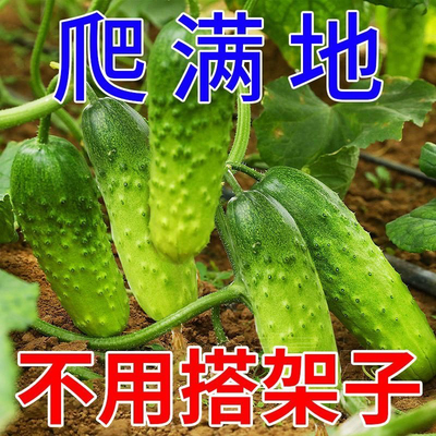 【不搭架】满地爬水果黄瓜种子四季庭院阳台盆栽黄瓜籽种蔬菜种子