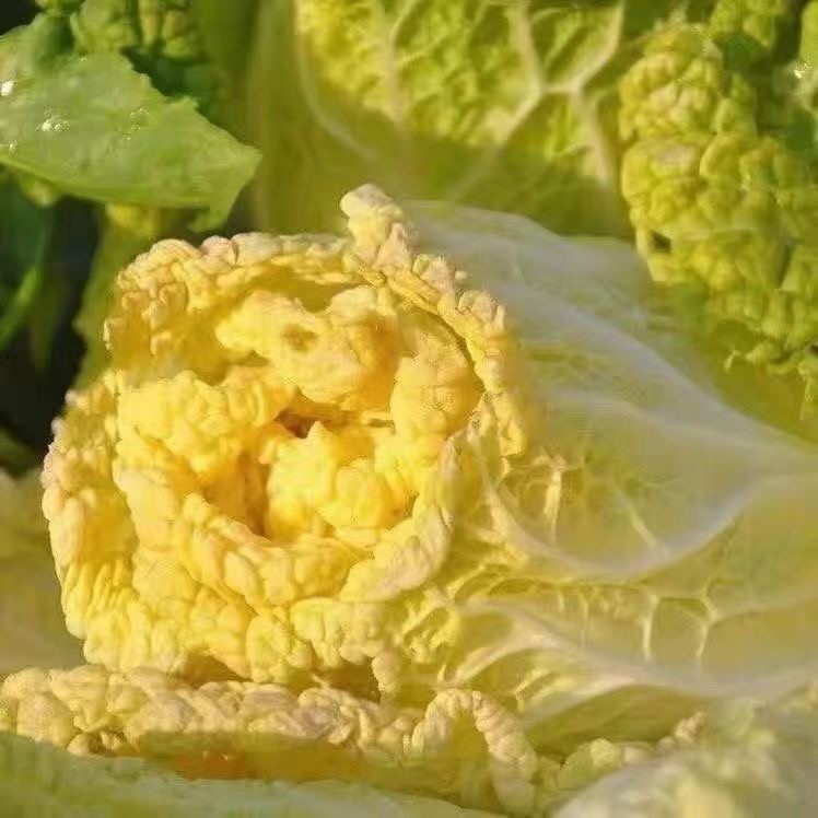 【今年新种】北京小杂56号黄心奶油大白菜春夏秋高产包心白菜种子
