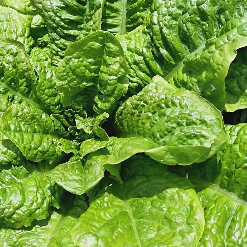 皱叶莴麻菜种子窝鸡菜种籽叶用莴笋莴苣叶曲麻菜春秋四季蔬菜种孑图片