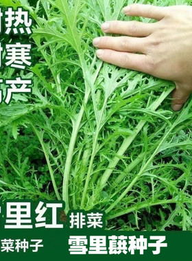 细叶雪里蕻种子雪里红农家雪菜籽春不老蔬菜排菜高产香青菜种籽