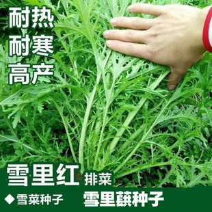 细叶雪里蕻种子雪里红农家雪菜籽春不老蔬菜排菜高产香青菜种籽