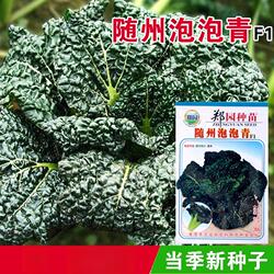 高产随州泡泡青种子皱叶黑白菜黑油白菜种子阳台庭院盆栽四季种子
