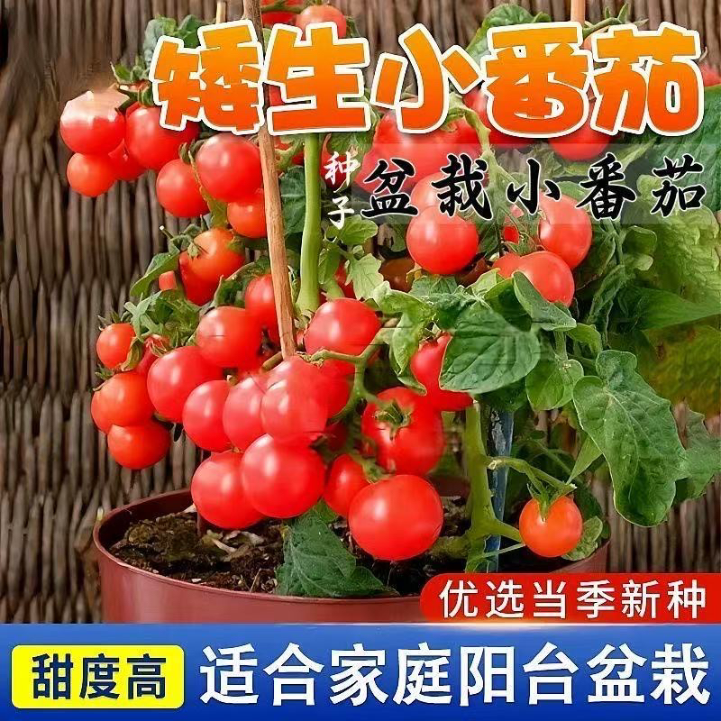 盆栽矮生番茄种子四季阳台蔬菜种