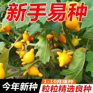 金银茄种子乳茄种子五指茄种籽观赏盆栽五代同堂黄金果春秋四季籽