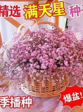 白色满天星种子四季播种开花易爆盆阳台盆栽家庭室内外观赏种子