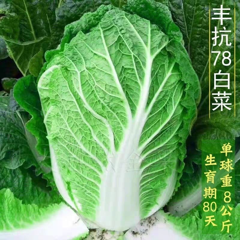 当季丰抗78天大白菜杂交包心白菜高产四季阳台秋冬季农家自种蔬菜