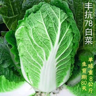 当季丰抗78天大白菜杂交包心白菜高产四季阳台秋冬季农家自种蔬菜