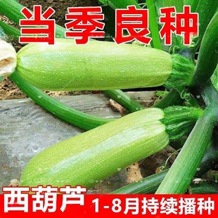 播 一代杂交早青西葫芦种子占瓜菜茭瓜种子西葫瓜种籽抗寒耐热四季