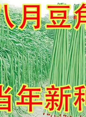 挂满架豇豆长豆角种子豇豆翠绿色特长豆角种室内盆栽大棚蔬菜种子