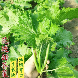 耐热花边甜芥菜新鲜耐湿甜芥菜甜脆介菜蔬菜营养春菜芥菜种子
