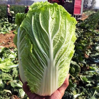 【秋播可种】早播早吃早熟五号50天大白菜脆甜好吃超甜包心大白菜