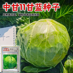 中甘十一绿甘蓝种子结球卷心菜/大头菜/包心菜 50天收获蔬菜种子