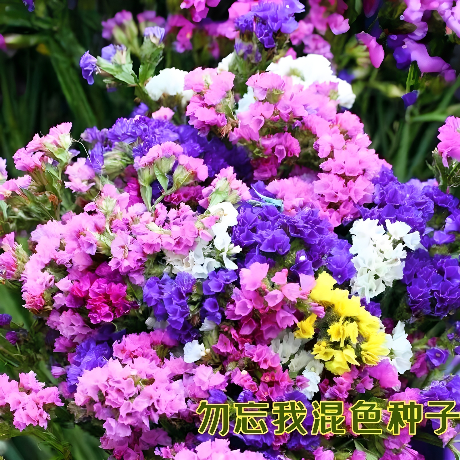 勿忘我种子四季易种室内阳台盆栽观赏植物小花卉种子多年生花种子